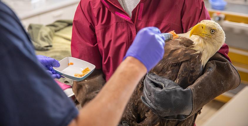 A bald eagle is held while a member of the OWL team tries to feed it