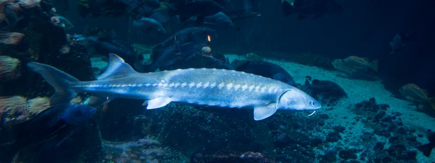 Sturgeon swims underwater in Fraser River