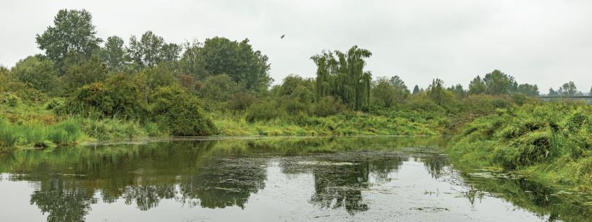 Burnaby Lake