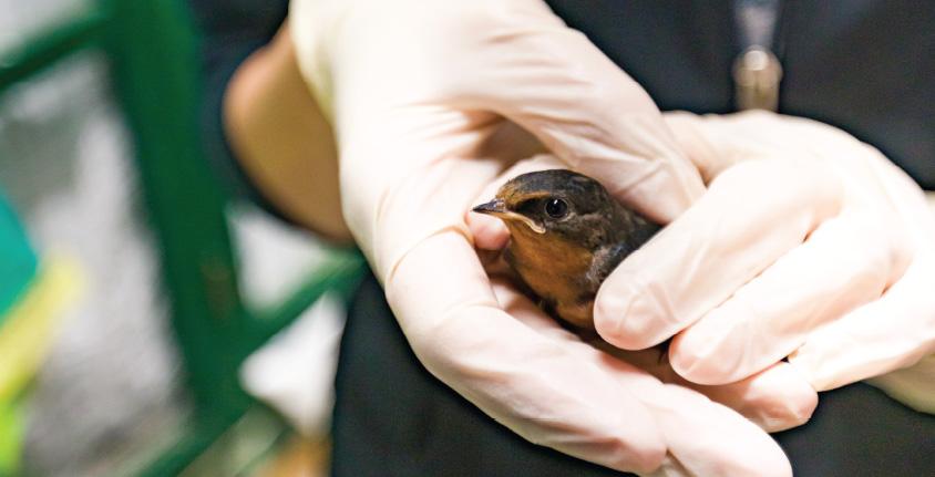 Gloved hands hold a bird