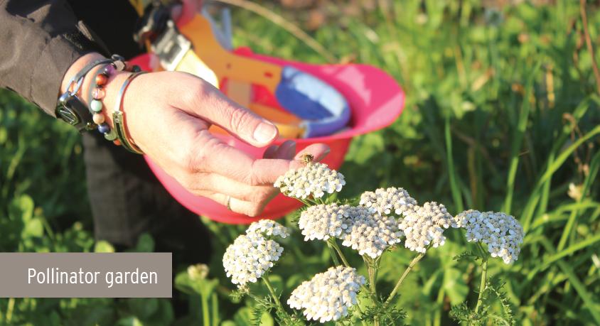 A close up of hands next to a white flower, holding a pink hard hat